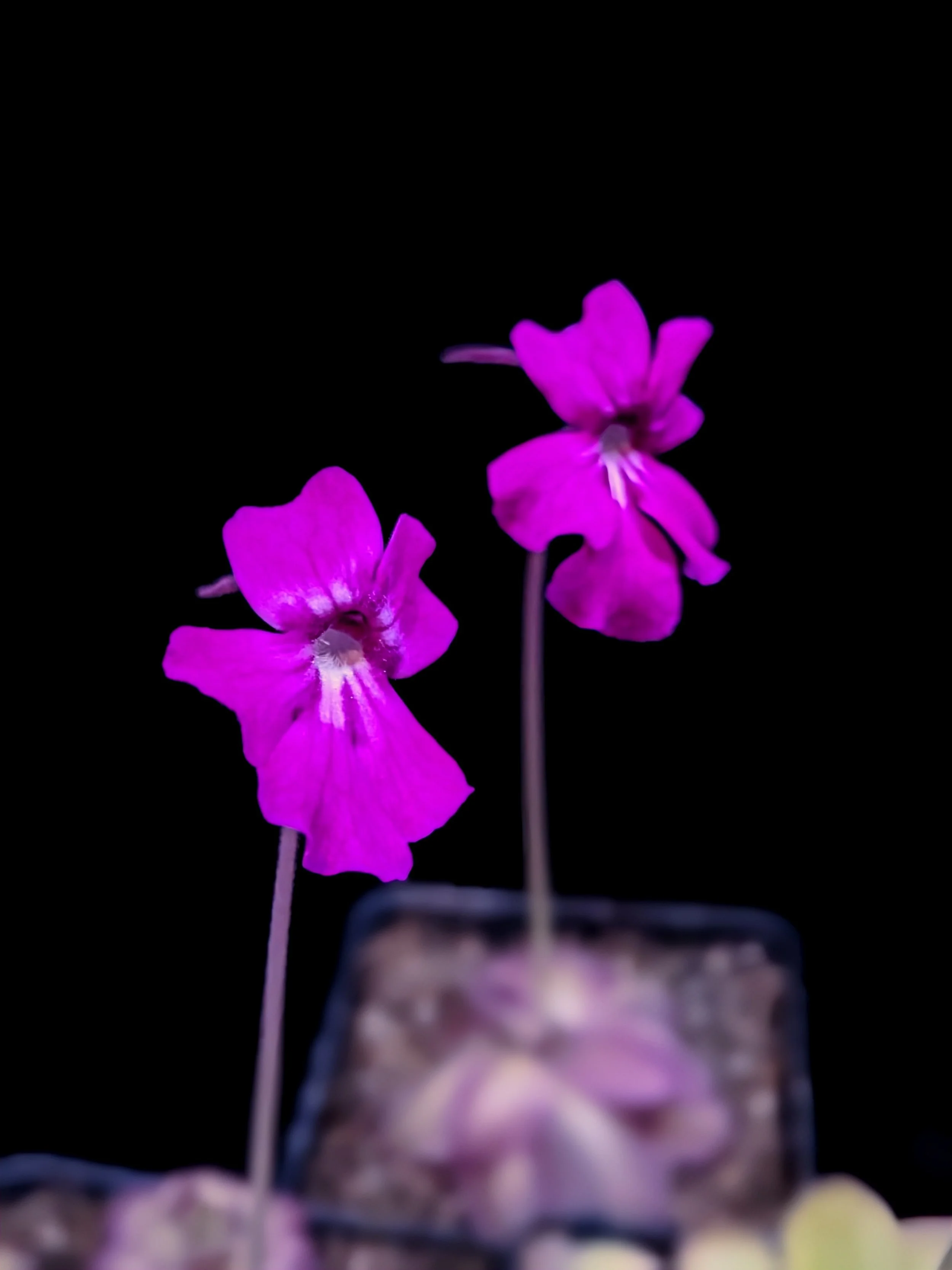Pinguicula '''Chimera''' for Sale | Carnivorous Butterwort from